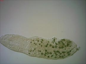 ワームに過度の餌を与えると、クローン個体が鎖状につながった「怪物」が誕生した