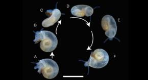 ヘルメス生誕の山で発見された透明な巻貝、新種どころか新属だった