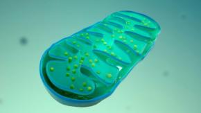 世界で最も飲まれる糖尿病薬は腸を「糖の浪費家」にしていた
