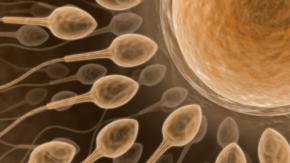 虫の精子は「かけっこ」ではなく「チーム戦」だった――5億年の進化史では、そちらが主流