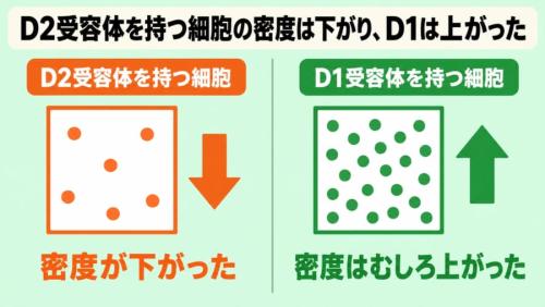 「薬が効きにくい人」のADHDと、どうつながるのか