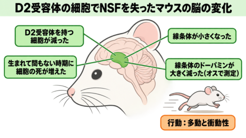 D2受容体の細胞でNSFを失ったマウスの脳の変化