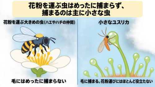 花粉を運ぶ虫と「食べる虫」は、どう分けているのか