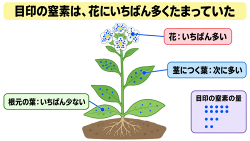 目印の窒素は、花にいちばん多くたまっていた