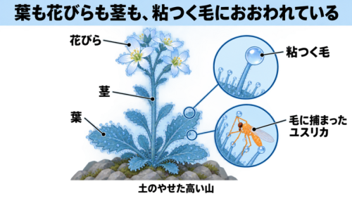 山の草の「粘つく毛」に、小さな虫が捕まっていた