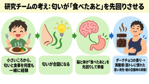 研究チームの考え: 匂いが「食べたあと」を先回りさせる
