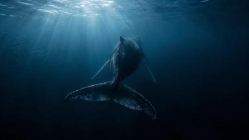 クジラは「悲しむ」のか、まだ分からないこと