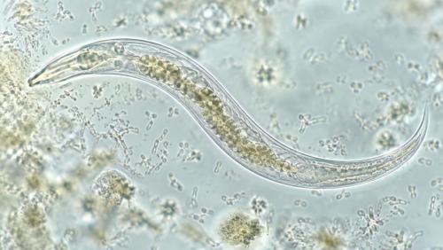 細菌は線虫の体の中で何を止めていたのか?