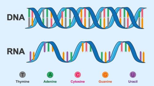 DNAとRNA