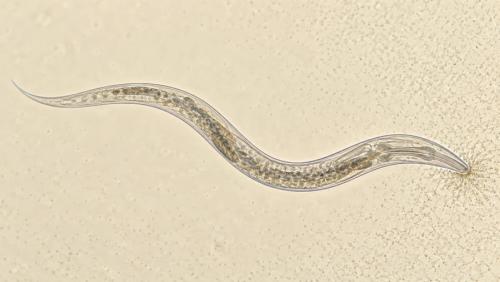 磁石の粒を持つ細菌を、線虫に食べさせた
