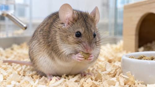 食べる量をそろえても消えなかった「薬だけの働き」とは？