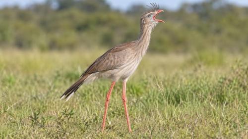 「世界一の大声」に名乗りを上げた2種の鳥とは?
