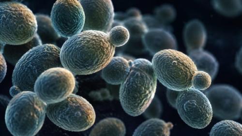 ケニアで見つかった菌に、4種類の薬は効いたのか?