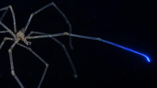 ウミグモの光は、脚のどこで生まれていたのか?