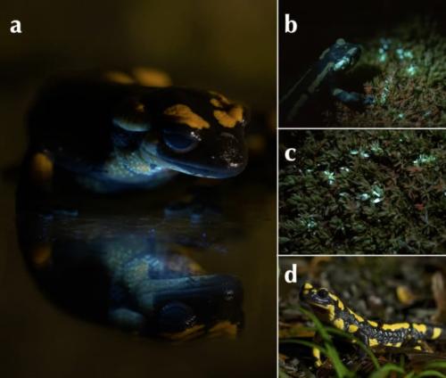 論文の図3。(a)紫外線で光るのど。(b)(c)苔に付いた分泌物の光で、(b)は出した直後、(c)は24時間後。(d)繁殖の季節にオスが見せる、体を持ち上げた姿勢です。