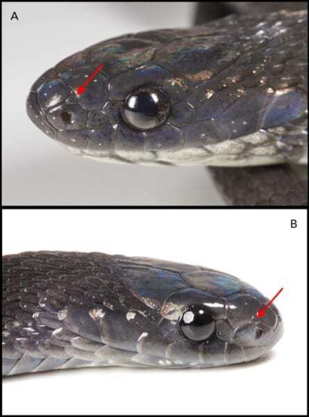 頭の前のほうにある大きなウロコのあいだに、小さなウロコがはさまっている様子です(Aはエチオピア、ハレナの森のヘビ)。