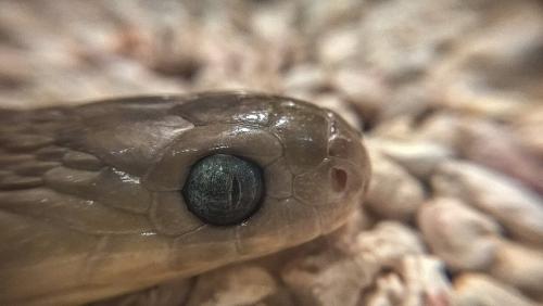 脱皮の途中にあるタマゴヘビの目です。同じ仲間の別の種(アフリカタマゴヘビ)で、新種そのものではありません。