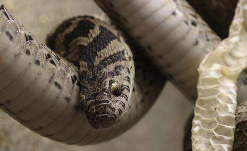ドイツのシュトゥットガルトの動物園で撮られたアフリカタマゴヘビです。同じ仲間の別の種で、新種そのものではありません。