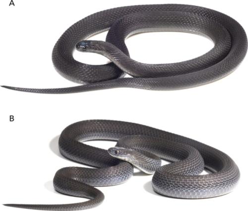 Aは近い仲間のアトラ種(ケニアのチュカ)で、新種そのものではありません。Bがエチオピアのハレナの森のヘビです。