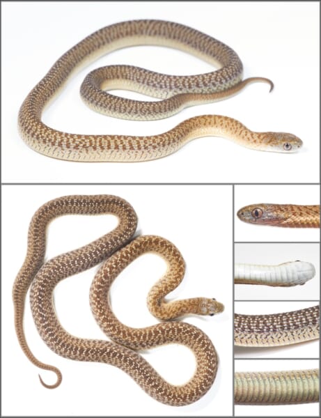模様のある新種のタマゴヘビです(エチオピア、ハレナの森)。
