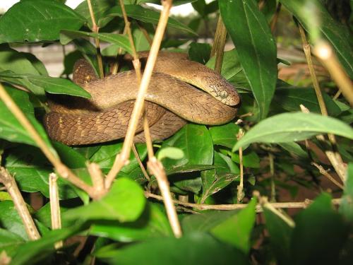 ウスオビタマゴヘビです。同じ仲間の別の種で、新種そのものではありません。