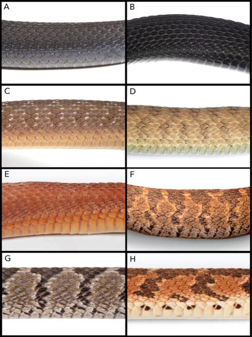 タマゴヘビの仲間8種・系統の、背中の真ん中あたりのウロコを比べた図です。Aが新種のタマゴヘビ(エチオピア、ハレナの森)、Bがアトラ種です。