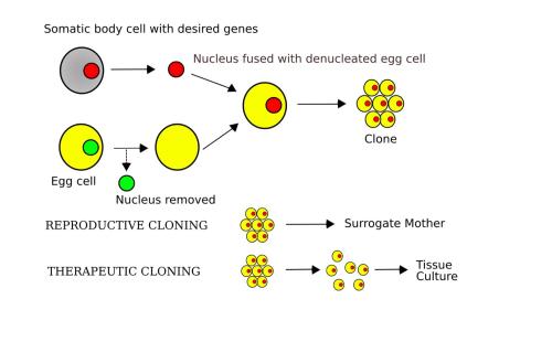 クローンの2つの使い道を描いた図です。1つは動物を生み出すこと、もう1つは治療に使うことです。治療に使う場合は、患者の体の細胞の核を移して胚を作ります。その胚から、体のあらゆる種類の細胞に育つES細胞を作り、再生医療に役立てる研究が注目されてきました。