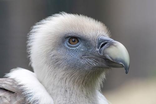 パリ動物園で撮影されたシロエリハゲワシの頭です(フランス)。