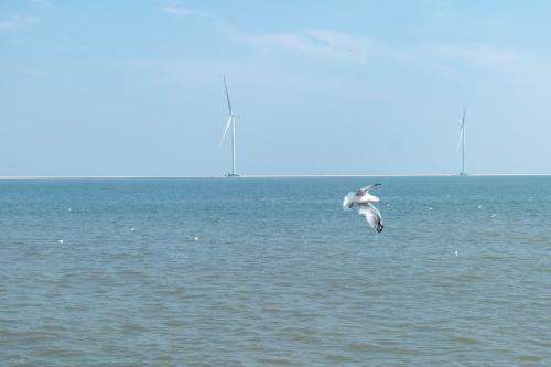 海に立つ風車の手前を、カモメが飛んでいます。