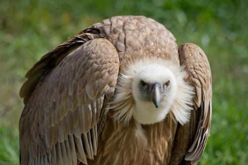 マドリード動物園にいるシロエリハゲワシです(スペイン)。研究の舞台と同じスペインでは、野外を飛ぶ姿も撮影されています。