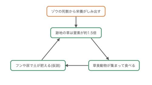 ゾウの死骸の跡に草食動物が通い続ける理由として、考えられているしくみの図です。窒素の多い草に動物が集まり、フンや尿で土がまた肥える、という輪が回ると考えられていますが、まだ確かめられてはいません。