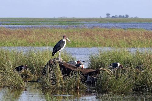ゾウの死骸にとまるアフリカハゲコウたちです(ボツワナのチョベ国立公園)。今回の調査地とは別の国の写真ですが、ゾウの死骸のまわりには、こうした死肉を食べる動物が集まってきます。
