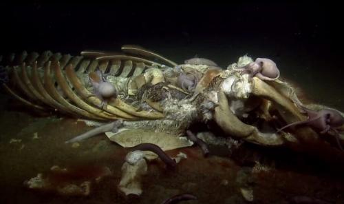 米国のモントレー湾国立海洋保護区の海底に沈んだクジラの骨で、たくさんのタコに覆われています。