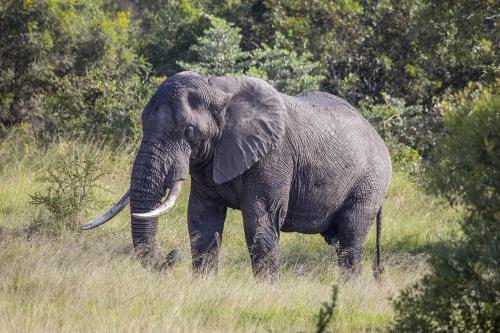 クルーガー国立公園(南アフリカ)のアフリカゾウのオスです。研究のきっかけになったのも、この公園で死んだ1頭の雄ゾウでした。
