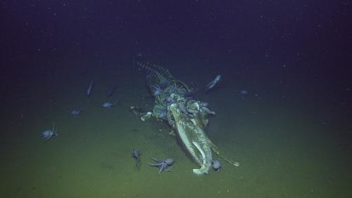 米国のモントレー湾国立海洋保護区で、デイビッドソン海山の近くの海底に残っていたクジラの死骸です。まわりのタコたちは、何かを探して海底を見回っていたようです。栄養の乏しい深海では、こうしたクジラの死骸が食べ物の島になります。