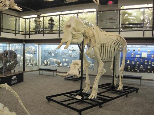 米国オクラホマシティーにある骨の博物館で展示されている、ゾウの全身の骨格です。ゾウの骨は風化しながらリンを出し続け、ゆっくり効く肥料のような役目をしているのかもしれません。