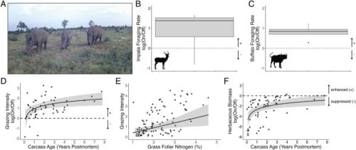 論文の図4で、跡地にやってきた草食動物の様子をまとめています。(A)はシロサイなどが跡地で草を食べている様子で、(B)はインパラ、(C)はバッファローの、跡地と外での草の食べ方を比べたグラフです。(F)からは、よく食べられたぶん跡地の草の量が減り、7年あまりのうちに少しずつ戻っていったことが分かります。