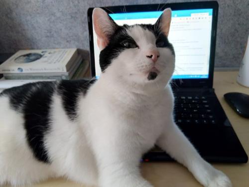 パソコンに向かう飼い主を「手伝う」ネコのハムです。こうして人のすぐそばで過ごすネコでも、飼い主とのストレスホルモンの連動ははっきりしていません。
