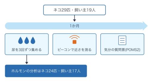 ネコと飼い主の暮らしを1か月記録した、調べ方の図です。尿・ビーコン・質問票の3つで記録し、ホルモンの分析は、データがそろったネコ24匹と飼い主17人で行いました。