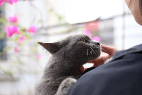 人にあごを撫でられて、気持ちよさそうに顔を上げる灰色のネコです(イメージ写真で、今回の研究に参加したネコではありません)。