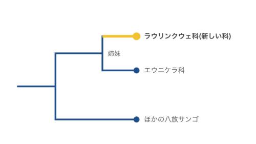 ゲノムの多数の領域をまとめて比べた結果を、簡単にした系統樹の図です(枝の長さは正確ではありません)。黄金のサンゴはエウニケラ科のすぐ隣で枝分かれし、どの科にも入らない独自の枝になっています。