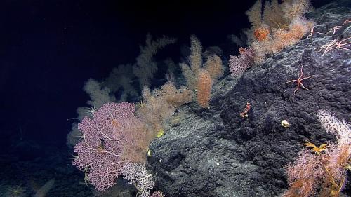 2017年9月に、シベリウス海山の水深2465mで見つかったサンゴの「庭」です。黄金のサンゴが見られた水深およそ360〜530mよりも、ずっと深い場所です。