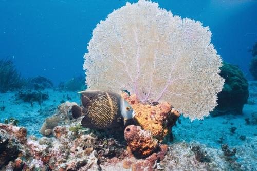 海底で扇のように広がるサンゴと、その前を泳ぐ魚です。