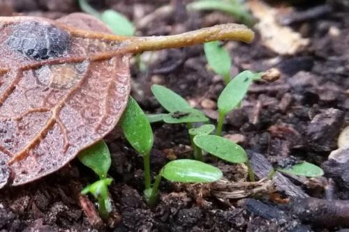 落ち葉が分解され、そこから新しい植物が育っていく流れを示した写真です。分解でできた栄養は、こうして再び土へ戻っていきます。