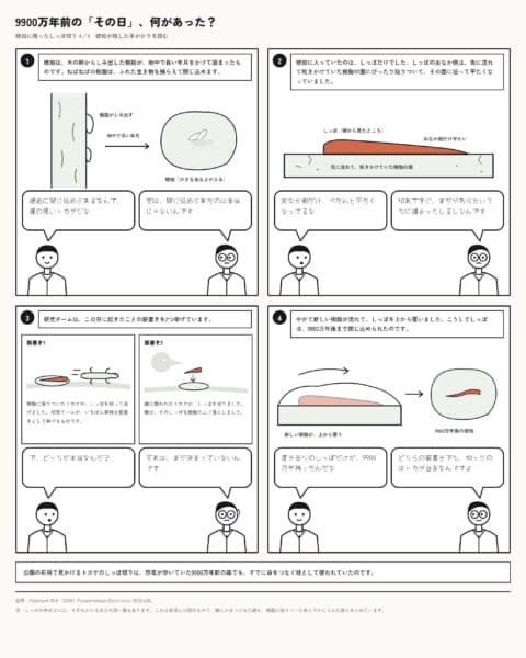 約9900万年前の琥珀に、しっぽを外したときの筋肉の形が残っていた