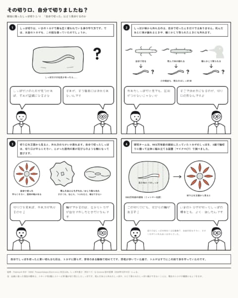 しっぽの化石だけでは「しっぽ切り」の直接的な証拠にはなりません。