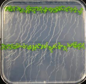植物は腐った仲間の体から「離れるように動く」と判明