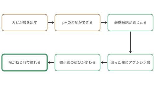 根が腐った場所をよけるまでの流れを、順に並べた図です。左上のカビの酸から矢印をたどると、最後に根がねじれて離れるまでのつながりが分かります。