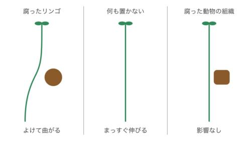 腐った物のそばで、根がどう伸びるかを比べた図です(縮尺は正確ではありません)。左の腐ったリンゴの所だけ根がよけて曲がり、何も置かない時はまっすぐ伸び、腐った動物の組織では影響が無いのが見どころです。