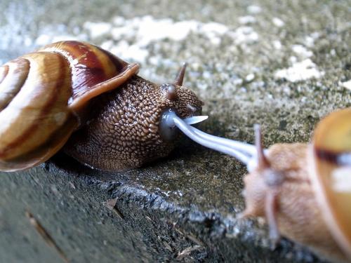 マイマイ属のカタツムリが交尾しているところです。